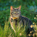 Cute young tabby cat playing in a garden