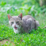 Grey the stray cat with an open mouth in the green grass.