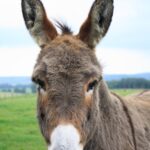 donkey-2095513_1280